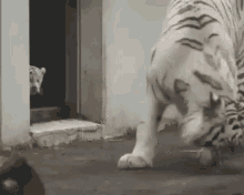 Tiger Surprise GIF - Tiger Surprise Scared GIFs