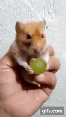 Hamster Grape GIF - Hamster Grape Eating GIFs