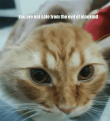 a close up of a cat with the words " you are not safe from the evil of mankind "