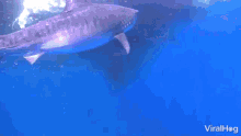 Sharks Viralhog GIF - Sharks Viralhog Surrounded GIFs