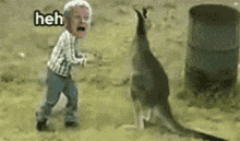 Ole Kangaroo GIF - Ole Kangaroo Fight GIFs