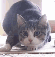 Cat Wiggle GIF - Cat Wiggle Lol GIFs