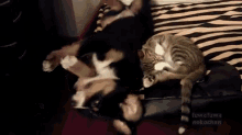 Slumber Party GIF - Animals Dogs Cats GIFs