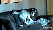 A Husky Rip Couch Apart Viralhog GIF - A Husky Rip Couch Apart Husky Viralhog GIFs