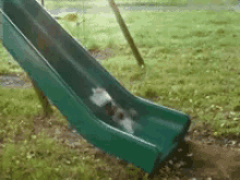 cat slide futile climbing up