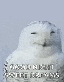 a snowy owl is yawning with its eyes closed and says `` good night sweet dreams '' .