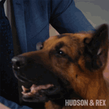 good boy rex diesel vom burgimwald hudson and rex petting