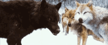 Wolves Twilight GIF - Wolves Twilight Werewolves GIFs