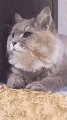 Pet Pbone GIF - Pet Pbone Cat GIFs