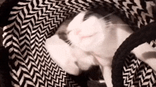 a black and white cat is laying on a black and white blanket