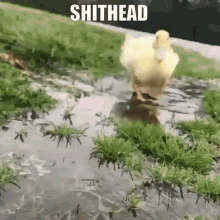 Duck Shithead GIF - Duck Shithead Duckling GIFs