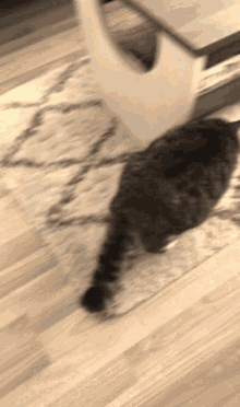 cat scratch scratching scratching rug cat scratching