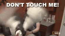 Don'T Touch Me GIF - Nat Geo Nat Geo Wild Pets GIFs