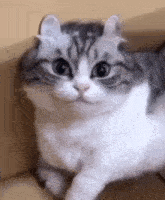 a gray and white cat is laying on a couch looking at the camera .