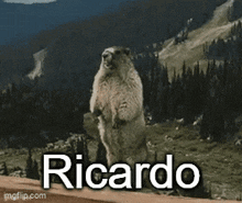 Ricardo Ricardo Screaming Beaver GIF - Ricardo Ricardo Screaming Beaver Ricardo Marmot GIFs