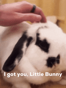 a person petting a black and white bunny with the words i got you little bunny below it