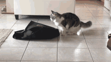 Cat Funny Animals GIF - Cat Funny Animals Surprised GIFs