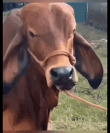 Cow Eyebrow Raise Cow GIF