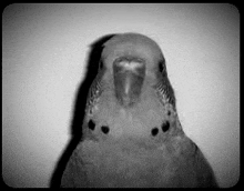 a black and white photo of a parakeet looking at the camera with a shadow on the wall .
