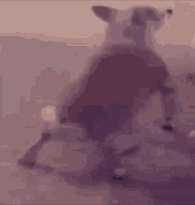 Dog Twerking GIF - Dog Twerking Speed GIFs
