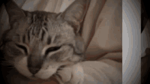 Sleepy Cat GIF - Sleepy Cat Snuggle GIFs