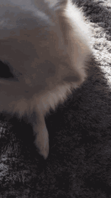 a close up of a dog 's leg on a carpet