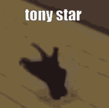 Tony Star GIF - Tony Star Cat GIFs