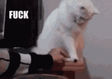 a white cat is being petting by a person with the word fuck in the background .
