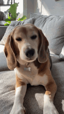 Duck Dog GIF - Duck Dog Beagle GIFs