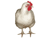 standing chicken