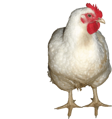 Chicken Animal Sticker - Chicken Animal Standing Stickers