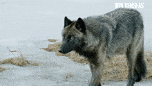 Wolf Wolf Therian GIF - Wolf Wolf Therian Therian GIFs