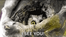 Hello Owl GIF - Hello Owl Hide GIFs