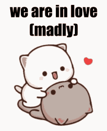 we are in love madly peach cats ari cute