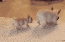 two french bulldogs are playing in the snow on a carpet .