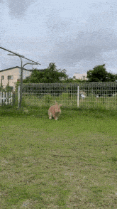 a small rabbit is standing in the grass in a field .