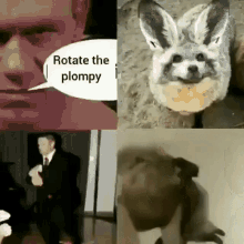Plompy Fox GIF - Plompy Fox Funny Animals GIFs