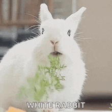 Bunny Bunny Rabbit GIF - Bunny Bunny Rabbit Eating GIFs