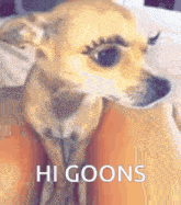 a close up of a dog with the words hi goons written on the bottom