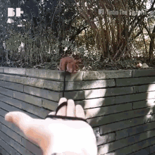 Zoom Squirrel GIF - Zoom Squirrel Best Products GIFs