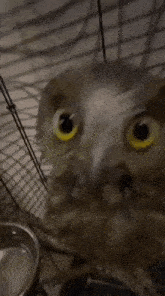 a close up of an owl in a cage with a bowl of water in the background .