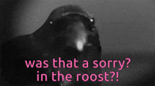 a black and white image of a bird with the words " was that a sorry in the roost " below it