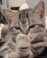 Cat Kitty GIF - Cat Kitty Sup GIFs