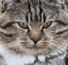 a close up of a cat 's face with green eyes looking at the camera