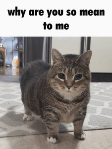 Cat Meme GIF Cat Meme Thousand Yard Stare Discover And Share GIFs   Cat Meme 