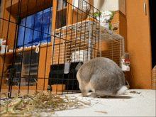 a rabbit is standing in front of a wire cage