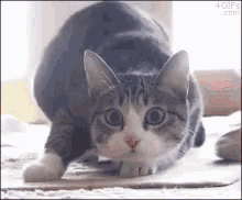 Shaquille O Neal Ready GIF - Shaquille O Neal Ready Cat GIFs
