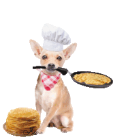 a small dog wearing a chef 's hat and holding a pan in its mouth