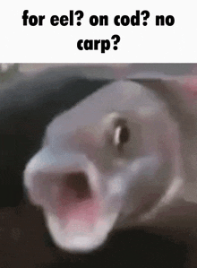For Eel On Cod GIF - For Eel On Cod No Carp GIFs