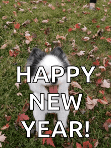 Happy New GIF - Happy New Year GIFs